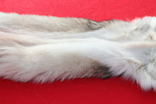 Load image into Gallery viewer, Canadian Wolf - Taxidermy Quality - WLF1064