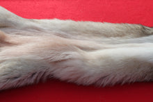 Load image into Gallery viewer, Canadian Wolf - Taxidermy Quality - WLF1064