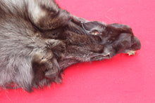 Load image into Gallery viewer, BLACK Canadian Wolf - Taxidermy Quality - WLF1065