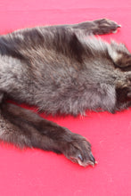 Load image into Gallery viewer, BLACK Canadian Wolf - Taxidermy Quality - WLF1065