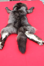 Load image into Gallery viewer, BLACK Canadian Wolf - Taxidermy Quality - WLF1065
