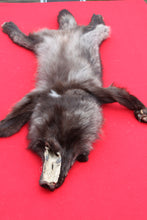 Load image into Gallery viewer, BLACK Canadian Wolf - Taxidermy Quality - WLF1065