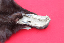 Load image into Gallery viewer, BLACK Canadian Wolf - Taxidermy Quality - WLF1065