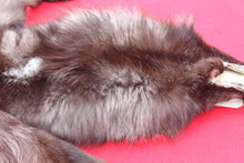 Load image into Gallery viewer, BLACK Canadian Wolf - Taxidermy Quality - WLF1065