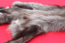 Load image into Gallery viewer, BLACK Canadian Wolf - Taxidermy Quality - WLF1065