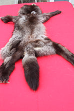 Load image into Gallery viewer, BLACK Canadian Wolf - Taxidermy Quality - WLF1065