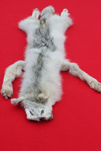 Load image into Gallery viewer, Canadian Arctic Wolf - Taxidermy Quality - WLF1068