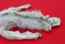 Load image into Gallery viewer, Canadian Arctic Wolf - Taxidermy Quality - WLF1068