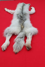 Load image into Gallery viewer, Canadian Arctic Wolf - Taxidermy Quality - WLF1068