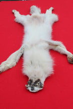 Load image into Gallery viewer, Canadian Arctic Wolf - Taxidermy Quality - WLF1068