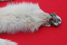 Load image into Gallery viewer, Canadian Arctic Wolf - Taxidermy Quality - WLF1068