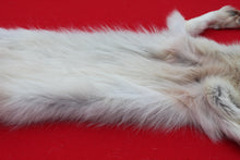 Load image into Gallery viewer, Canadian Arctic Wolf - Taxidermy Quality - WLF1068