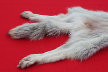 Load image into Gallery viewer, Canadian Arctic Wolf - Taxidermy Quality - WLF1068