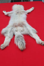 Load image into Gallery viewer, Canadian Arctic Wolf - Taxidermy Quality - WLF1068
