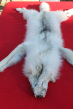 Load image into Gallery viewer, HUGE WHITE ALPHA MALE ARCTIC WOLF - TAXIDERMY QUALITY - WLF1072
