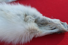 Load image into Gallery viewer, HUGE WHITE ALPHA MALE ARCTIC WOLF - TAXIDERMY QUALITY - WLF1072