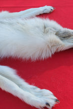 Load image into Gallery viewer, HUGE WHITE ALPHA MALE ARCTIC WOLF - TAXIDERMY QUALITY - WLF1072