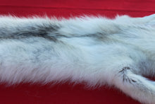 Load image into Gallery viewer, HUGE WHITE ALPHA MALE ARCTIC WOLF - TAXIDERMY QUALITY - WLF1072