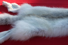 Load image into Gallery viewer, HUGE WHITE ALPHA MALE ARCTIC WOLF - TAXIDERMY QUALITY - WLF1072