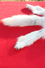 Load image into Gallery viewer, HUGE WHITE ALPHA MALE ARCTIC WOLF - TAXIDERMY QUALITY - WLF1072