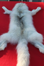 Load image into Gallery viewer, HUGE WHITE ALPHA MALE ARCTIC WOLF - TAXIDERMY QUALITY - WLF1072