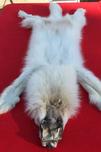 Load image into Gallery viewer, HUGE WHITE ALPHA MALE ARCTIC WOLF - TAXIDERMY QUALITY - WLF1072