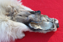 Load image into Gallery viewer, HUGE WHITE ALPHA MALE ARCTIC WOLF - TAXIDERMY QUALITY - WLF1072