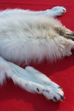 Load image into Gallery viewer, HUGE WHITE ALPHA MALE ARCTIC WOLF - TAXIDERMY QUALITY - WLF1072