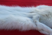 Load image into Gallery viewer, HUGE WHITE ALPHA MALE ARCTIC WOLF - TAXIDERMY QUALITY - WLF1072