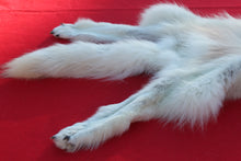 Load image into Gallery viewer, HUGE WHITE ALPHA MALE ARCTIC WOLF - TAXIDERMY QUALITY - WLF1072