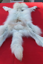 Load image into Gallery viewer, HUGE WHITE ALPHA MALE ARCTIC WOLF - TAXIDERMY QUALITY - WLF1072