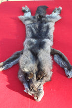 Load image into Gallery viewer, BLACK / SILVER ARCTIC WOLF - TAXIDERMY QUALITY - WLF1073