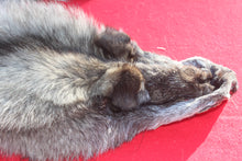 Load image into Gallery viewer, BLACK / SILVER ARCTIC WOLF - TAXIDERMY QUALITY - WLF1073