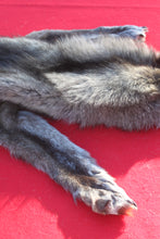 Load image into Gallery viewer, BLACK / SILVER ARCTIC WOLF - TAXIDERMY QUALITY - WLF1073