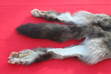 Load image into Gallery viewer, BLACK / SILVER ARCTIC WOLF - TAXIDERMY QUALITY - WLF1073