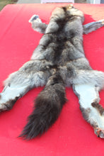 Load image into Gallery viewer, BLACK / SILVER ARCTIC WOLF - TAXIDERMY QUALITY - WLF1073