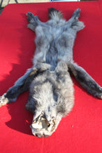 Load image into Gallery viewer, BLACK / SILVER ARCTIC WOLF - TAXIDERMY QUALITY - WLF1073