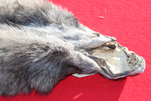 Load image into Gallery viewer, BLACK / SILVER ARCTIC WOLF - TAXIDERMY QUALITY - WLF1073