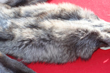 Load image into Gallery viewer, BLACK / SILVER ARCTIC WOLF - TAXIDERMY QUALITY - WLF1073
