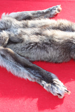 Load image into Gallery viewer, BLACK / SILVER ARCTIC WOLF - TAXIDERMY QUALITY - WLF1073
