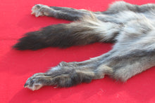 Load image into Gallery viewer, BLACK / SILVER ARCTIC WOLF - TAXIDERMY QUALITY - WLF1073