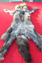 Load image into Gallery viewer, BLACK / SILVER ARCTIC WOLF - TAXIDERMY QUALITY - WLF1073
