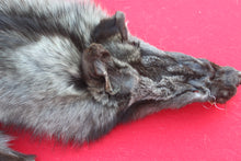 Load image into Gallery viewer, SUPER NICE BLACK FEMALE ARCTIC WOLF - TAXIDERMY QUALITY - WLF1075