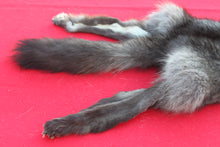Load image into Gallery viewer, SUPER NICE BLACK FEMALE ARCTIC WOLF - TAXIDERMY QUALITY - WLF1075