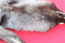 Load image into Gallery viewer, SUPER NICE BLACK FEMALE ARCTIC WOLF - TAXIDERMY QUALITY - WLF1075