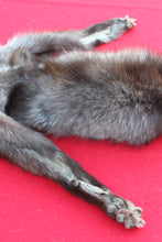 Load image into Gallery viewer, SUPER NICE BLACK FEMALE ARCTIC WOLF - TAXIDERMY QUALITY - WLF1075
