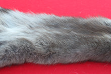 Load image into Gallery viewer, SUPER NICE BLACK FEMALE ARCTIC WOLF - TAXIDERMY QUALITY - WLF1075