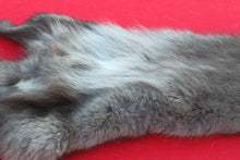 Load image into Gallery viewer, SUPER NICE BLACK FEMALE ARCTIC WOLF - TAXIDERMY QUALITY - WLF1075