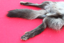 Load image into Gallery viewer, SUPER NICE BLACK FEMALE ARCTIC WOLF - TAXIDERMY QUALITY - WLF1075