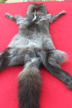 Load image into Gallery viewer, SUPER NICE BLACK FEMALE ARCTIC WOLF - TAXIDERMY QUALITY - WLF1075